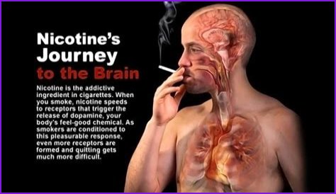 How long does it take for your brain to get used to not having nicotine?